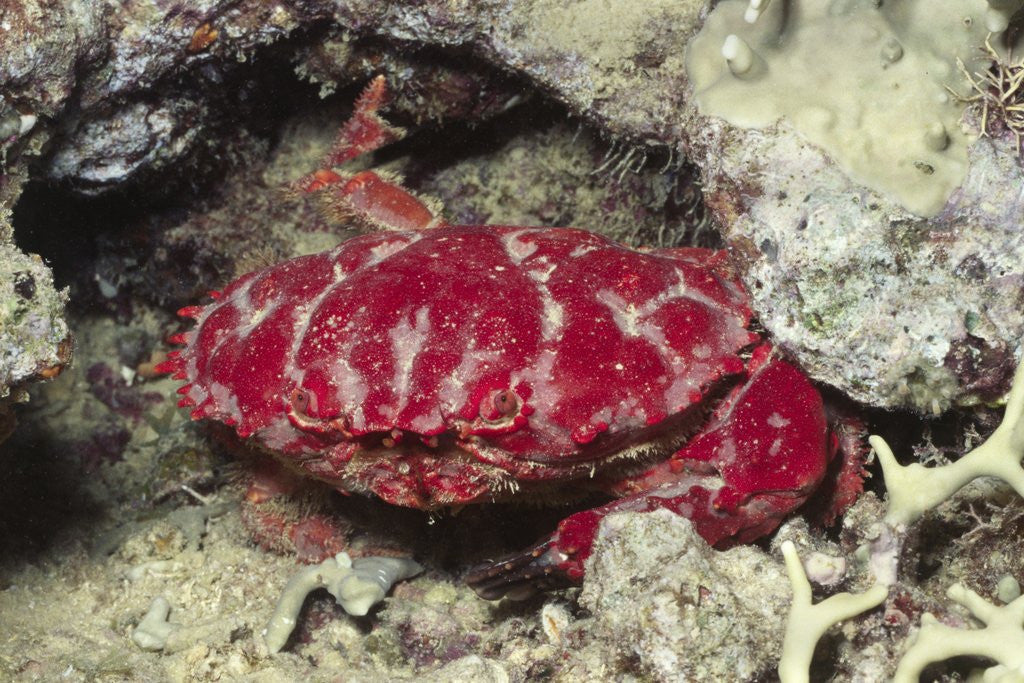 Detail of Splendid Red Spooner Crab by Anonymous