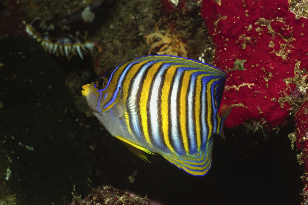 Detail of Regal Angelfish by Anonymous