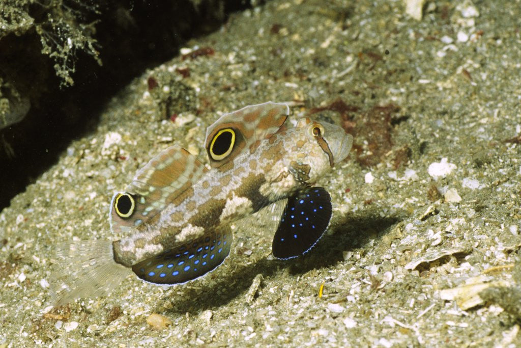 Detail of Signal Goby by Anonymous