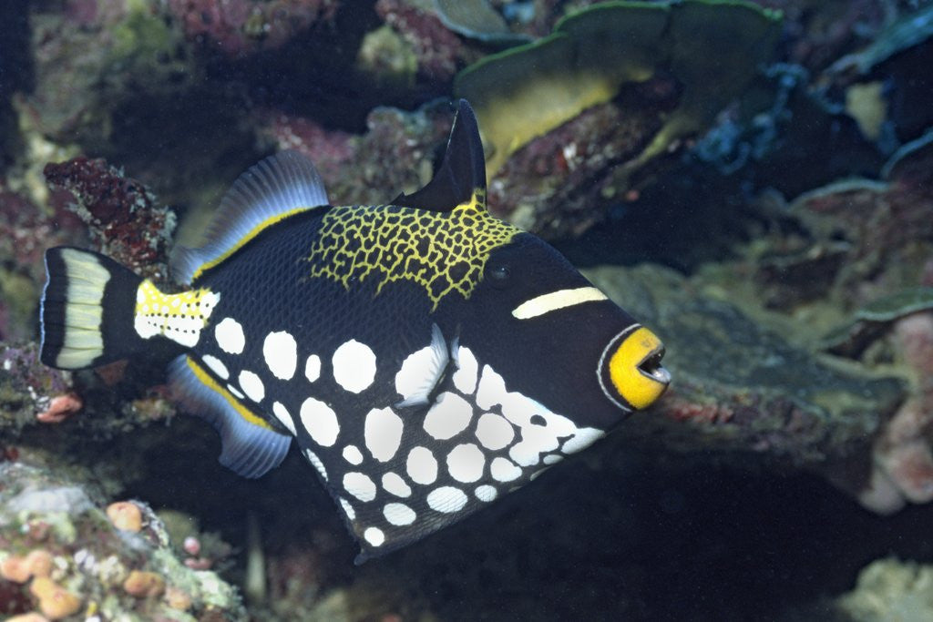 Detail of Clown Triggerfish by Anonymous