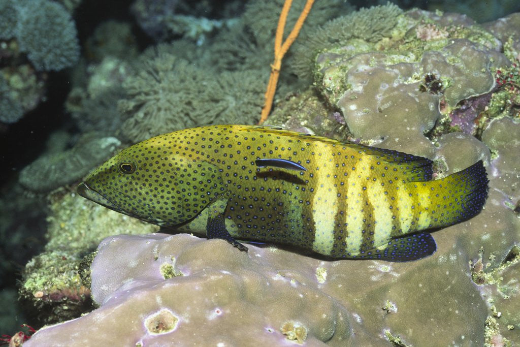 Detail of Peacock Grouper being cleaned by Anonymous