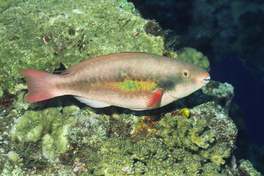 Detail of Bluepatch Parrotfish-intermediate phase by Anonymous