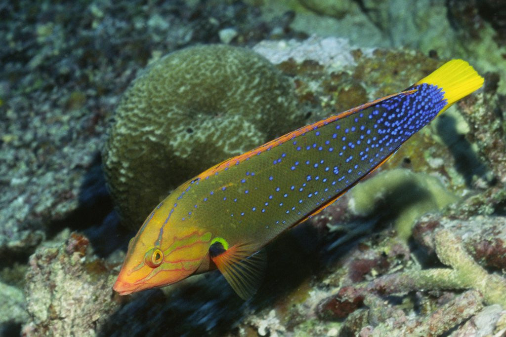 Detail of Yellowtail Coris-intermediate phase by Anonymous