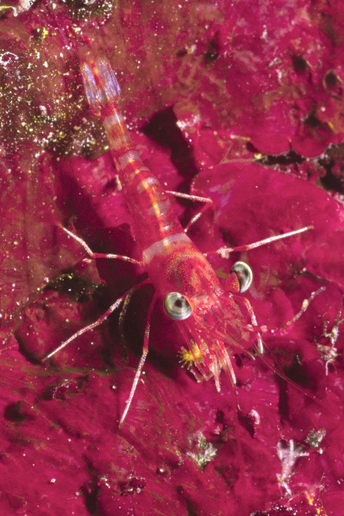 Detail of Striped Hinge-Beak Shrimp with prey by Corbis