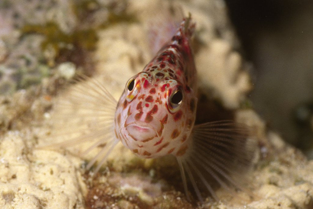 Detail of Pixy Hawkfish by Anonymous