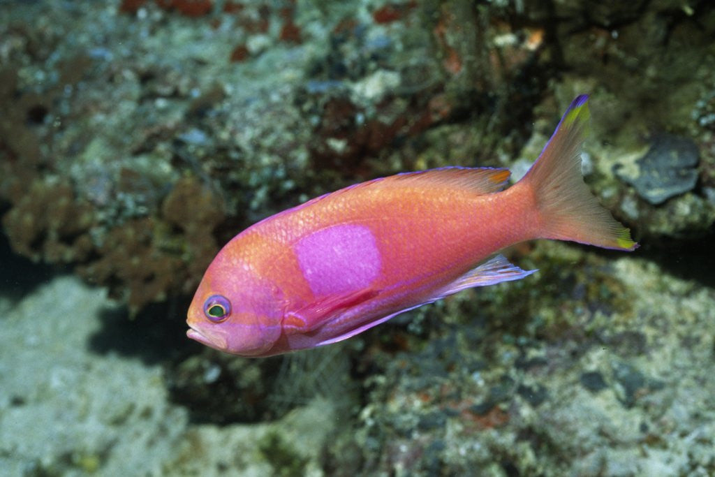 Detail of Squarespot Anthias by Anonymous