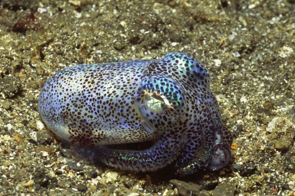 Detail of Berry's Bobtain Squid by Anonymous