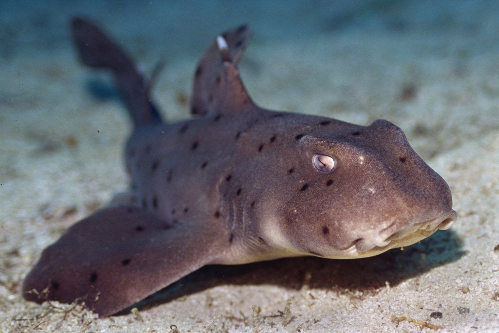 Detail of Horn Shark by Anonymous