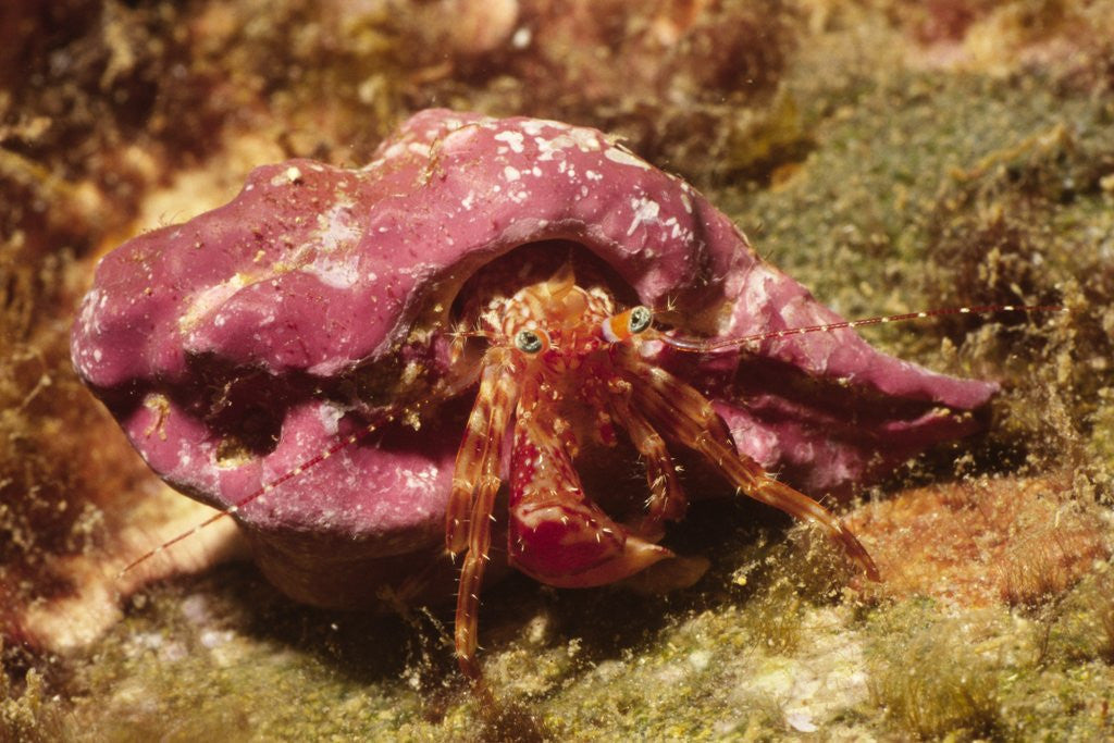 Detail of Hermit Crab by Anonymous