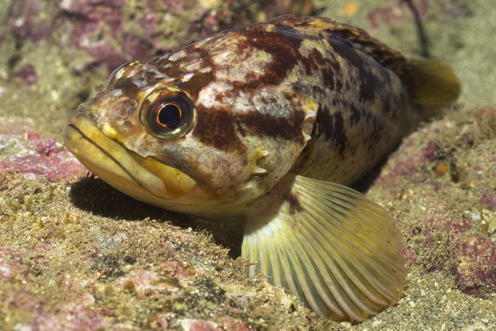 Detail of Grass Rockfish closeup by Anonymous