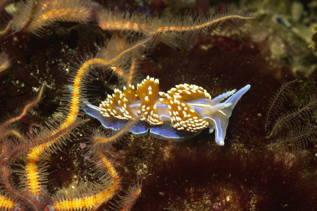 Detail of Horned Nudibranch with Spiny Brittle Stars by Anonymous