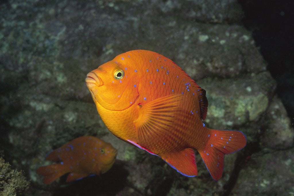 Detail of Garabaldi in juvenile form by Anonymous