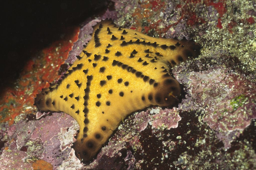 Detail of Chocolate Chip Star by Anonymous