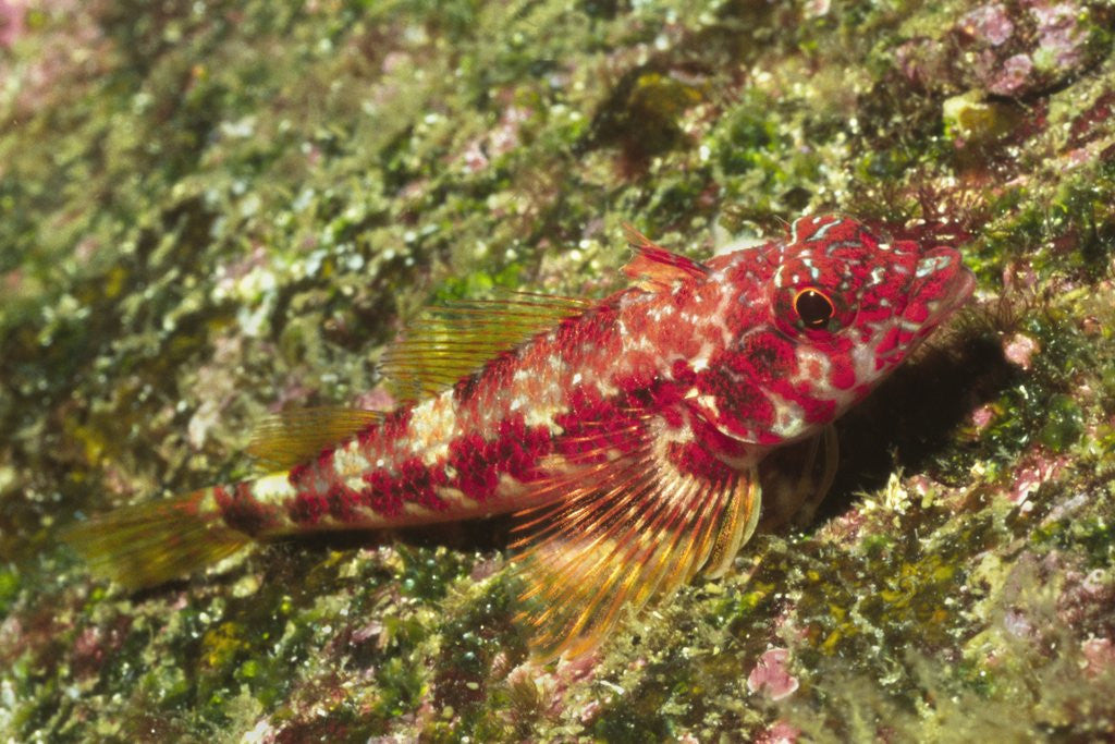 Detail of Galapagos Triplefin Blenny by Anonymous