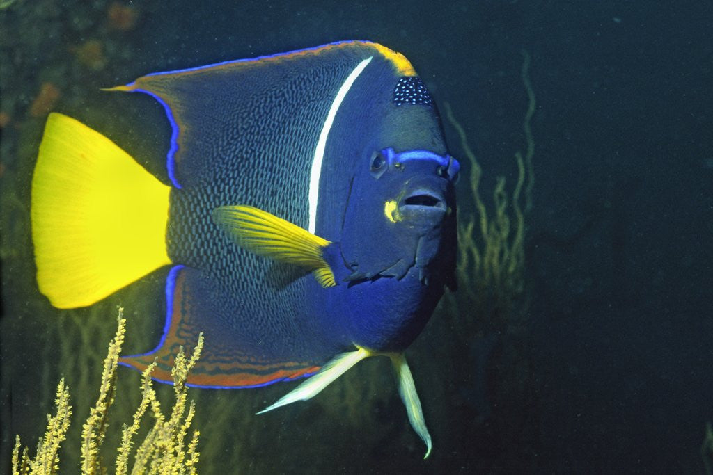 Detail of King Angelfish by Anonymous