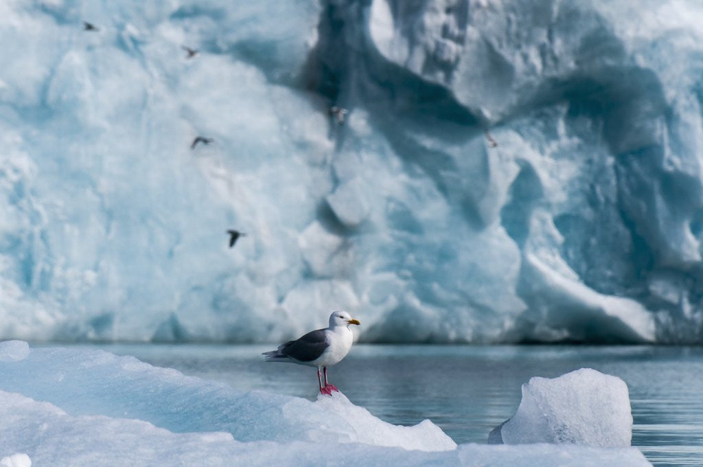Detail of Seagull, Lilliehook Glacier, Spitzbergen by Anonymous