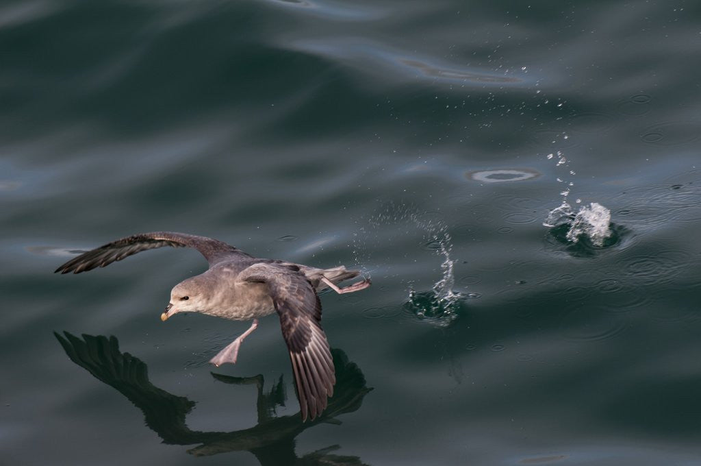 Detail of Northern fulmar, Spitzbergen by Anonymous