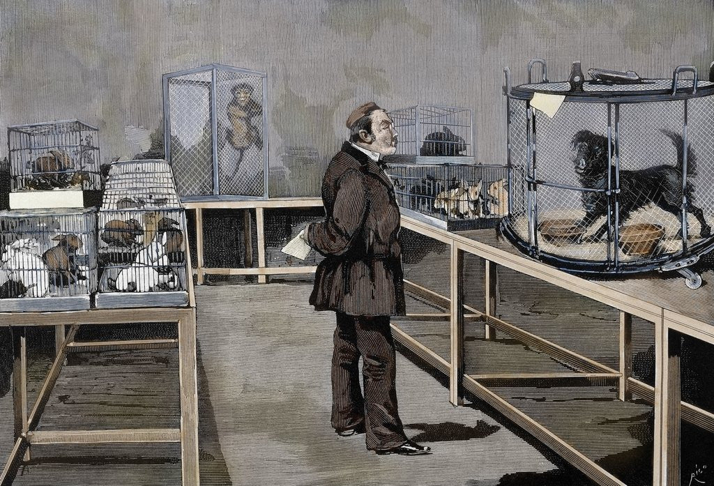 Detail of Pasteur, Louis (1822-1895) by Anonymous