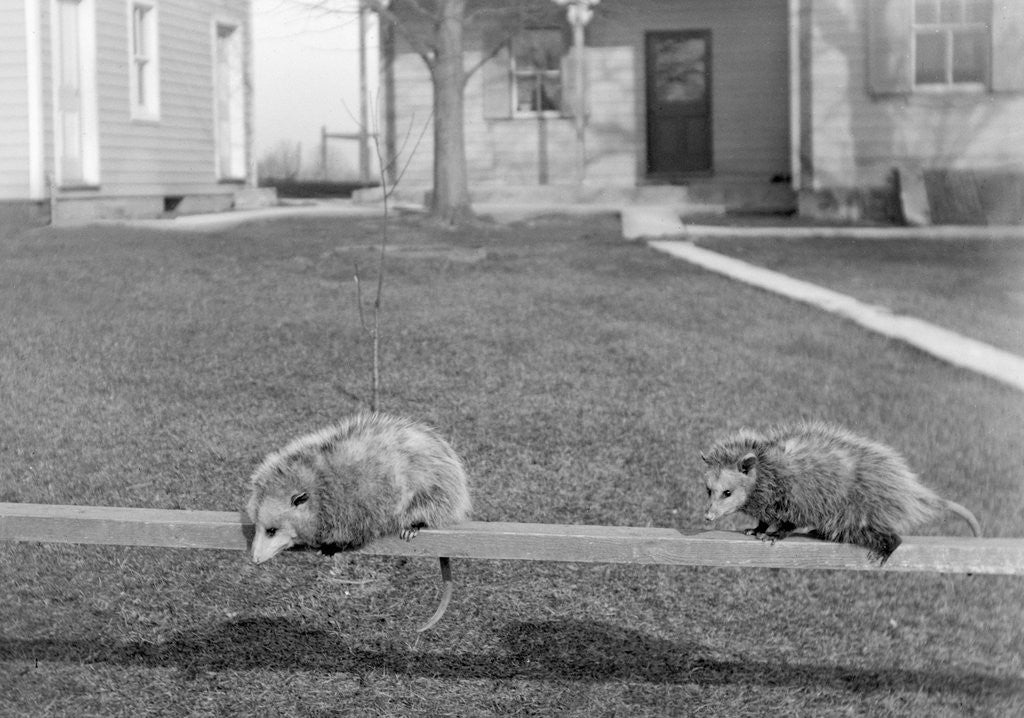 Detail of Two possums perched on a fence, ca. 1910 by Anonymous