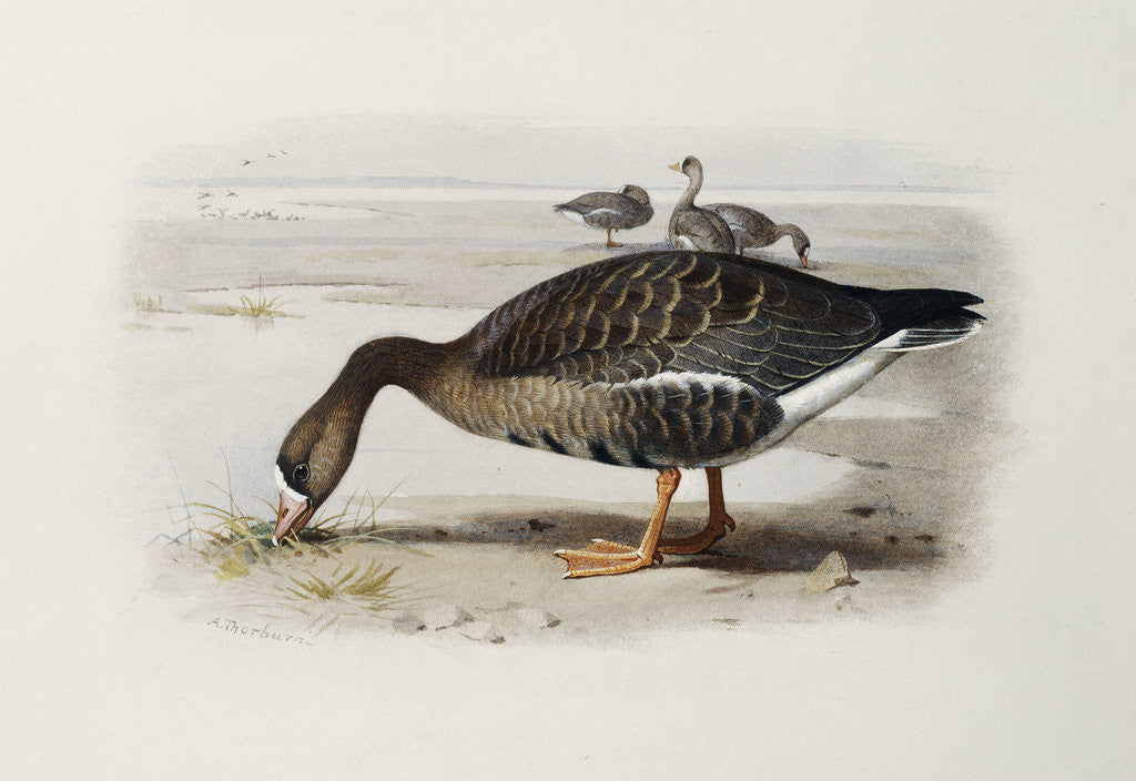 Detail of A White-Fronted Goose by Archibald Thorburn