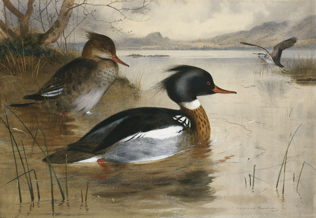 Detail of Mergansers on Loch Maree by Archibald Thorburn