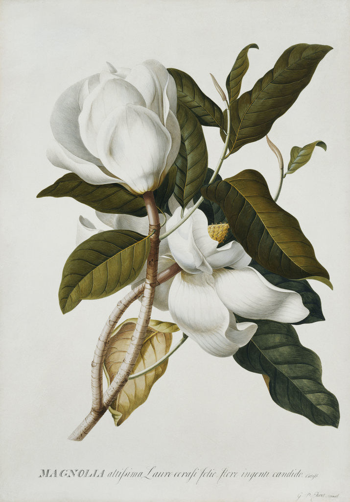 Detail of Magnolia by Georg Dionysius Ehret