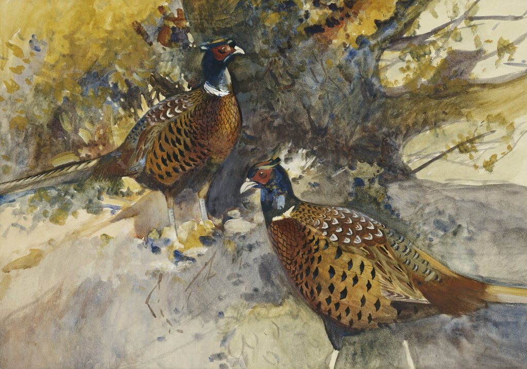 Detail of Cock Pheasants under a Beech Tree by Frank Southgate