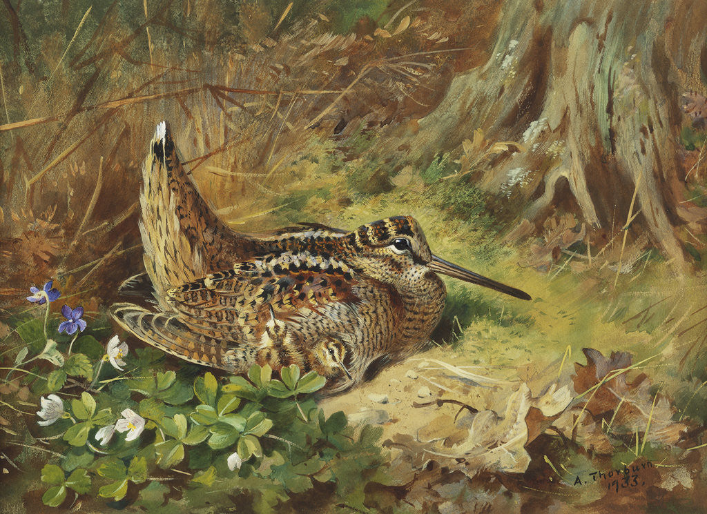 Detail of A Woodcock and Chicks by Archibald Thorburn