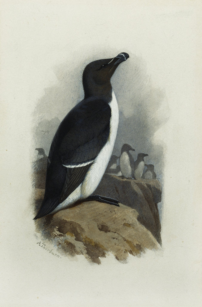 Detail of A Razorbill by Archibald Thorburn