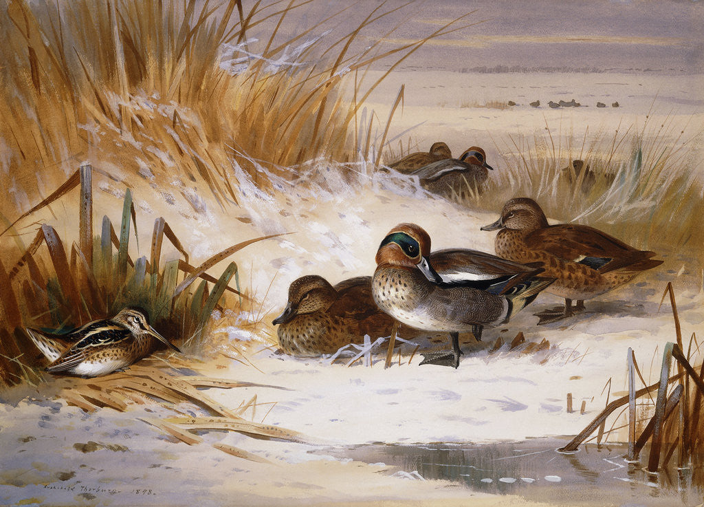 Detail of Mallard Widgeon and Snipe at the Edge of a Pool in Winter by Archibald Thorburn