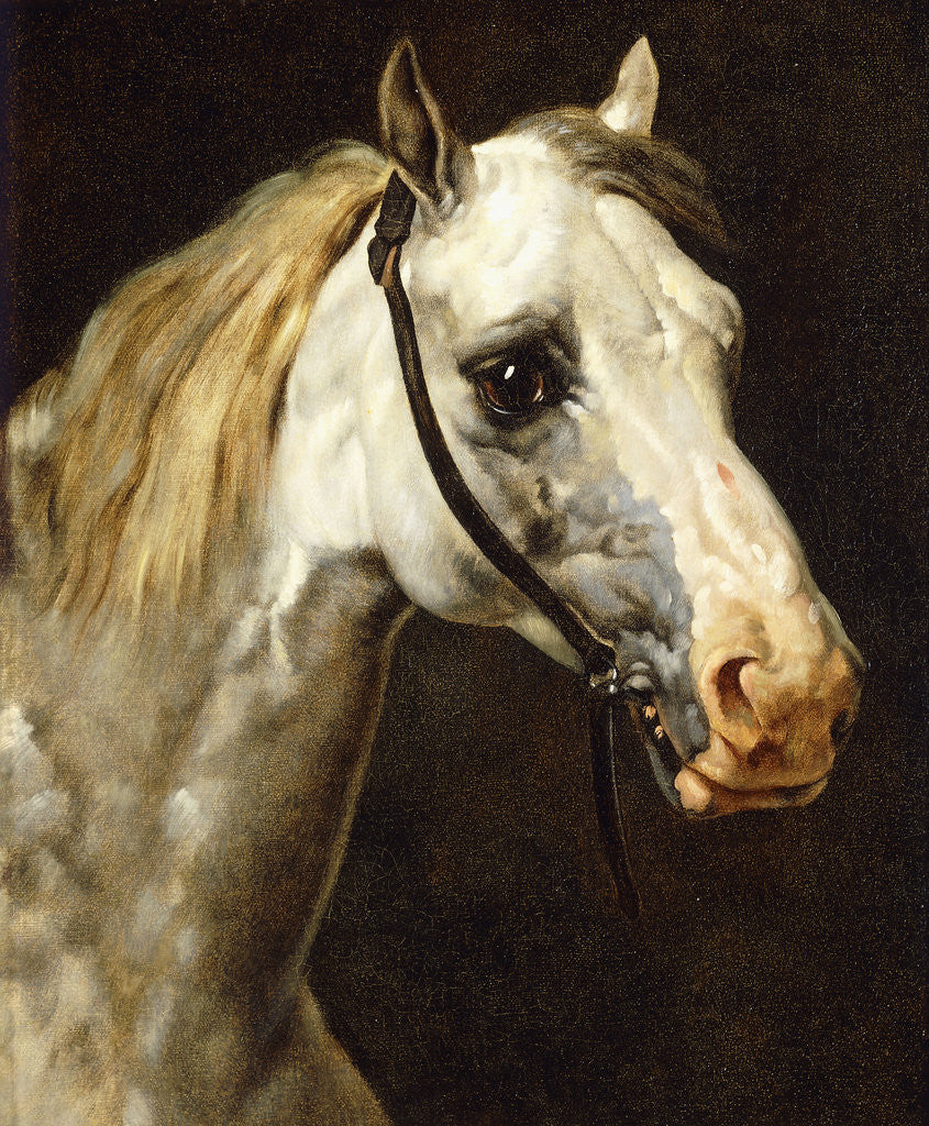 Detail of Head of a Piebald Horse attributed to Theodore Jean Louis Gericault by Anonymous