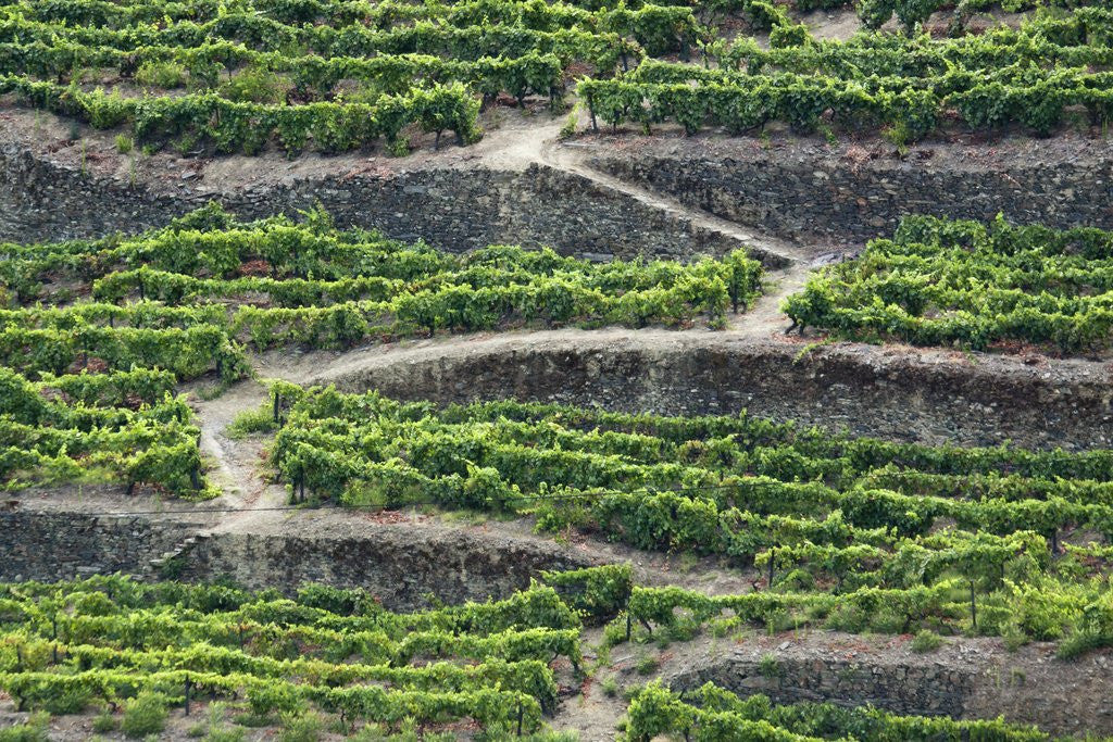 The vineyards of the Douro Valley above Pinhao are set on terraced hillsides above the Douro River by Corbis