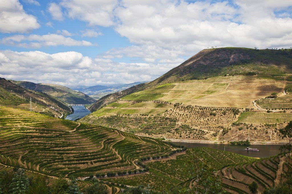Detail of The vineyards of the Douro Valley above Pinhao are set on terraced hillsides above the Douro River by Anonymous