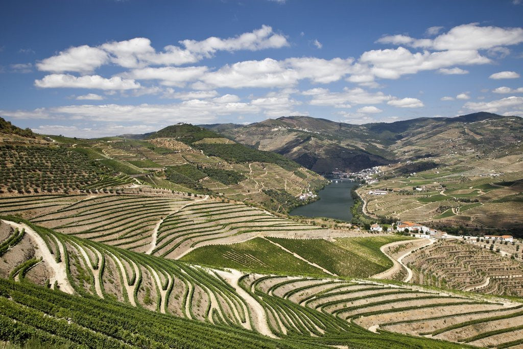 Detail of The vineyards of the Douro Valley above Pinhao are set on terraced hillsides above the Douro River by Anonymous