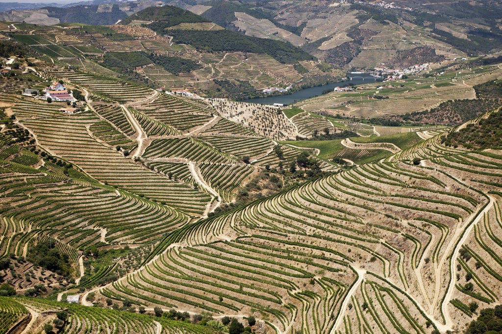 Detail of The vineyards of the Douro Valley above Pinhao are set on terraced hillsides above the Douro River by Anonymous