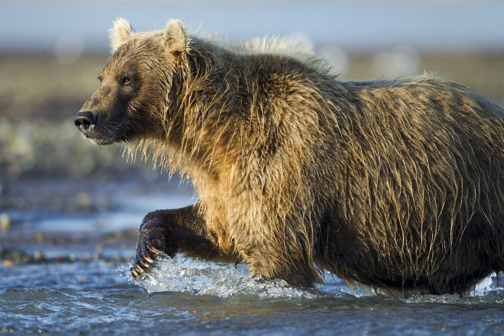 Detail of Brown Bear, Katmai National Park, Alaska by Anonymous