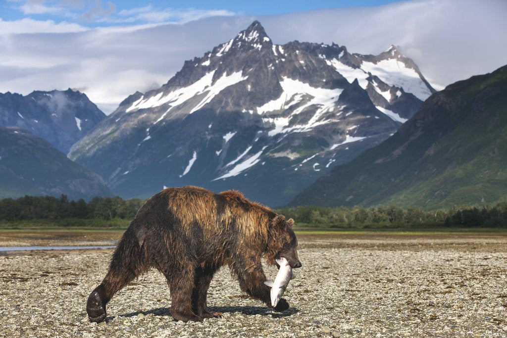 Detail of Brown Bear, Katmai National Park, Alaska by Anonymous