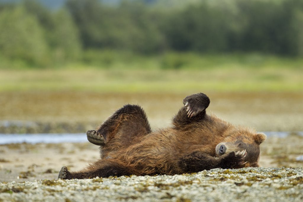 Detail of Brown Bear, Katmai National Park, Alaska by Anonymous