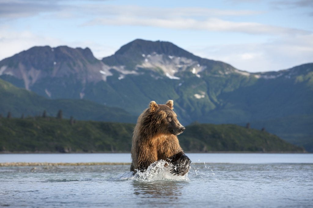 Detail of Brown Bear, Katmai National Park, Alaska by Anonymous