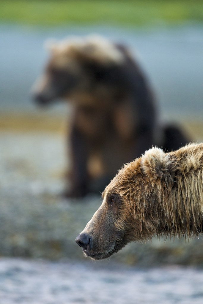 Detail of Brown Bear, Katmai National Park, Alaska by Anonymous