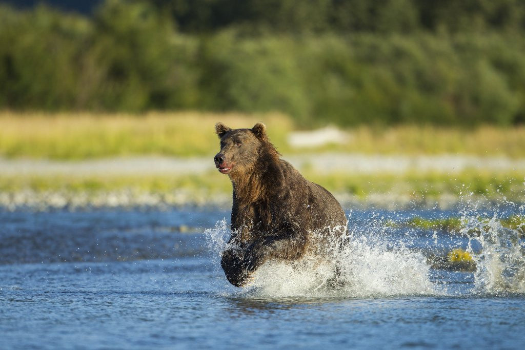 Detail of Brown Bear, Katmai National Park, Alaska by Anonymous