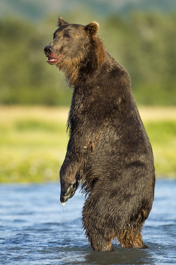 Detail of Brown Bear, Katmai National Park, Alaska by Corbis
