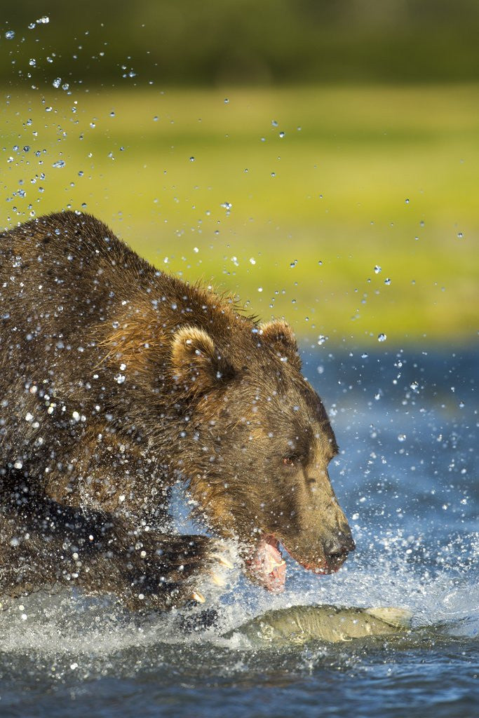 Detail of Brown Bear, Katmai National Park, Alaska by Anonymous