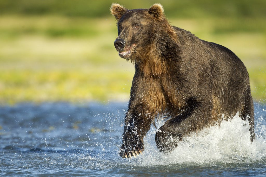 Detail of Brown Bear, Katmai National Park, Alaska by Anonymous