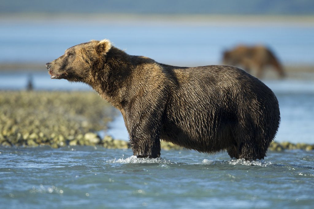 Detail of Brown Bear, Katmai National Park, Alaska by Anonymous
