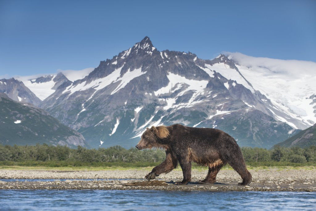Detail of Brown Bear, Katmai National Park, Alaska by Anonymous