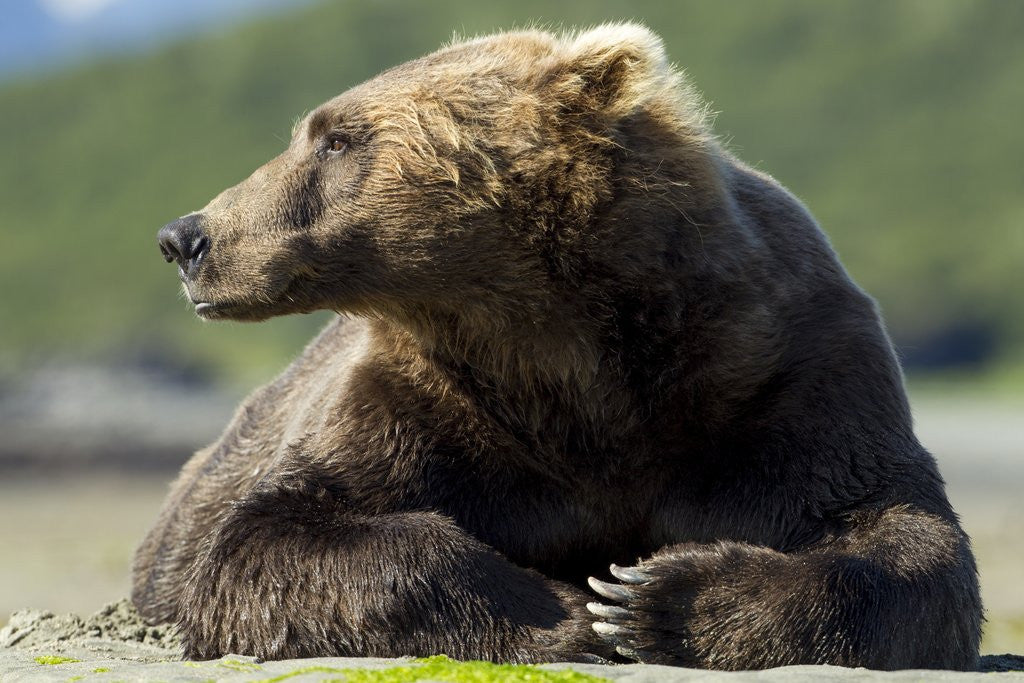 Detail of Brown Bear, Katmai National Park, Alaska by Anonymous