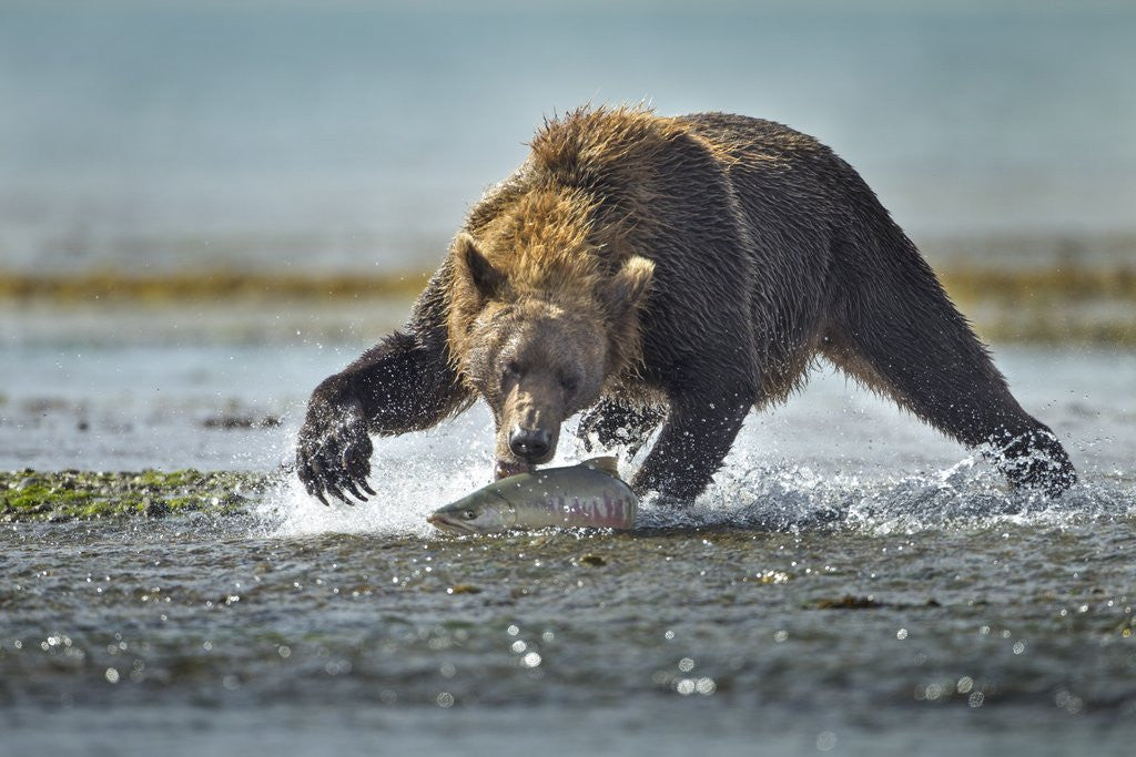 Detail of Brown Bear and Salmon, Katmai National Park, Alaska by Anonymous