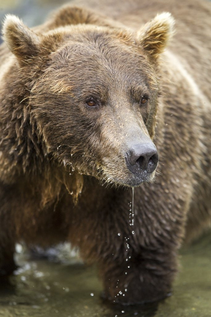 Detail of Brown Bear, Katmai National Park, Alaska by Anonymous