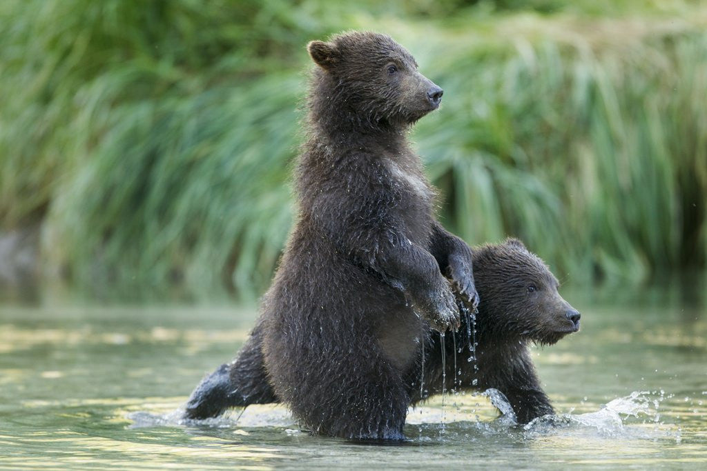 Detail of Brown Bear Cubs, Katmai National Park, Alaska by Anonymous